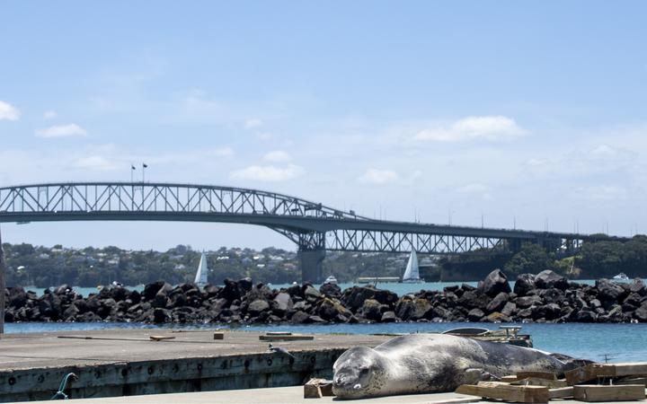 Incredibly curious' leopard seal Owha returns to Auckland | RNZ News