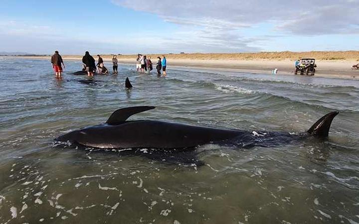 Four pilot whales died after they were stranded on Ruakaka Beach in Northland.
