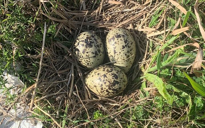 A dotterel nest in Westgate, Auckland