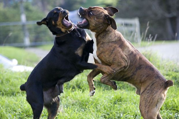 A rottweiler, left, and a bull mastiff cross play fighting.
