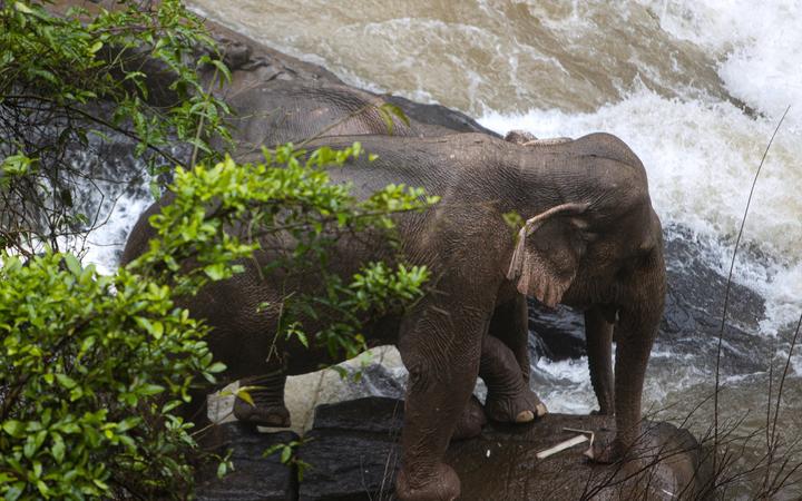 EDITORS NOTE: Graphic content / This photo by Thai News Pix taken on October 5, 2019 shows two elephants (one behind the other) trapped on a small cliff at a waterfall at Khao Yai National Park in central Thailand as rescuers work to save them. 