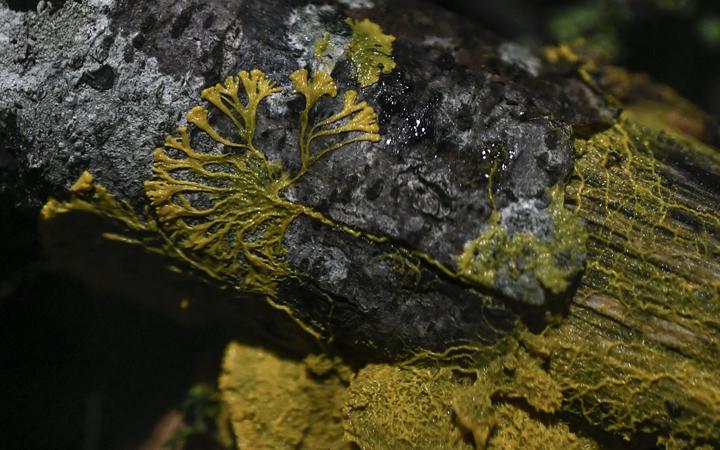 Physarum Polycephalum better known as a "Blob", an unicellular organism neither plant, mushroom nor animal and capable of learning despite its lack of neuron pictured in the Paris zoo