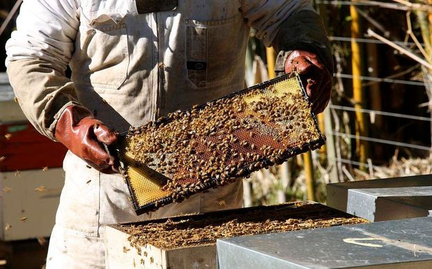 A bee census is needed - but the project is limited by a shortage of funds.