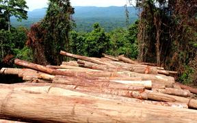 Log piles in East New Britain, PNG.