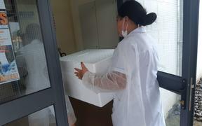 A live coldchain vaccine delivery of MMR in Samoa.