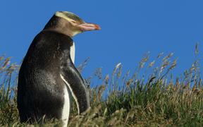 yellow-eyed penguin new zealand