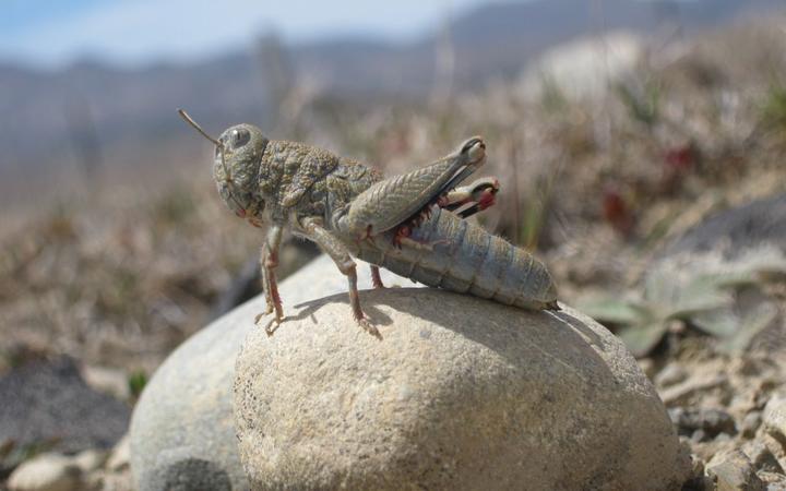 The robust grasshopper of New Zealand's MacKenzie Country.