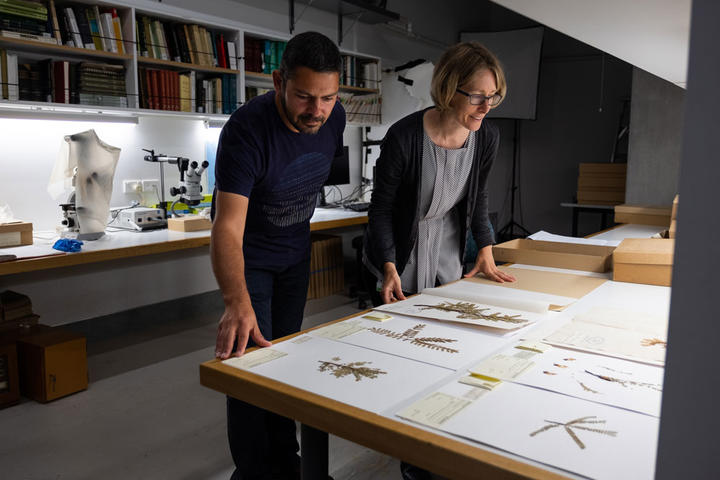 Te Papa Genetic Scientist Lara Shepherd and Botanist Carlos Lehnebach