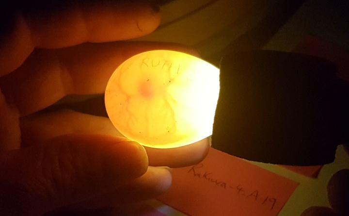 Holding a torch against a kākāpō egg reveals a developing embryo.