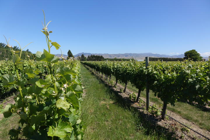 A vineyard in Marlborough