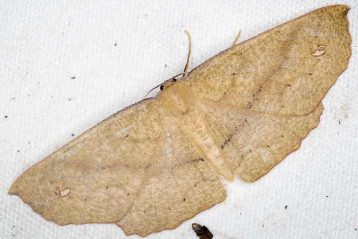 Large Moths Nz