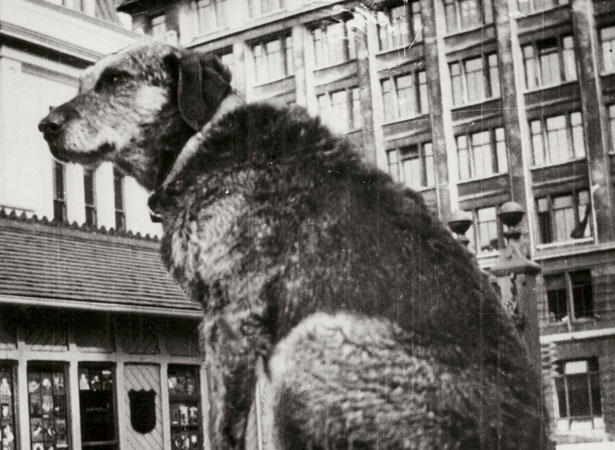 Paddy the Wanderer was a well known dog- about- town in Wellington in the Depression years.