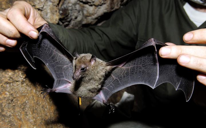 Bat-linked illness studied in New Caledonia | RNZ News