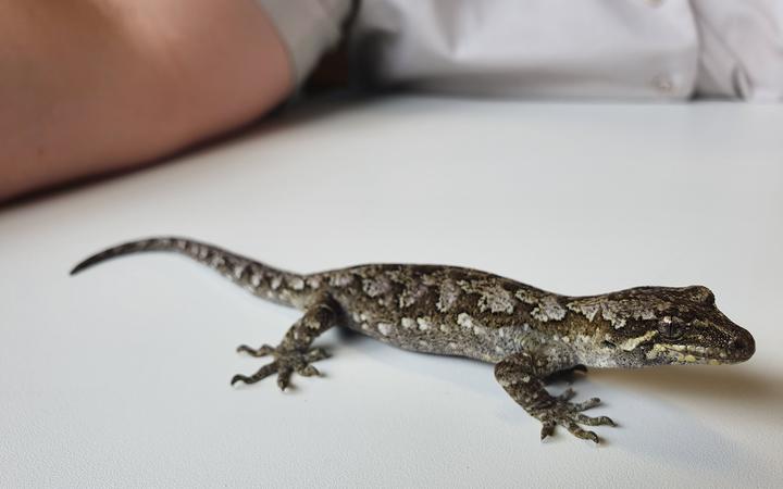 The Okarito gecko is patterned in lichen-like shades of grey, green and brown, making them well camouflaged in their environment and very difficult to find.