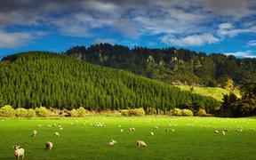 Landscape with forest and grazing sheep, North Island, New Zealand