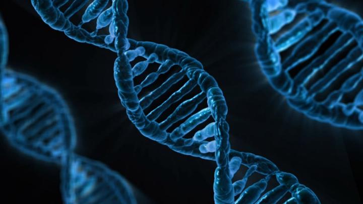human DNA double helix 