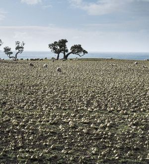 Sheep graze on a swede crop.