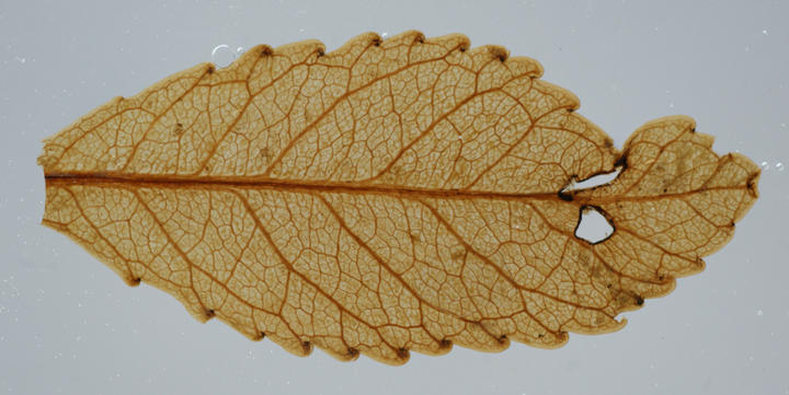 Mummified leaf from Foulden Maar
