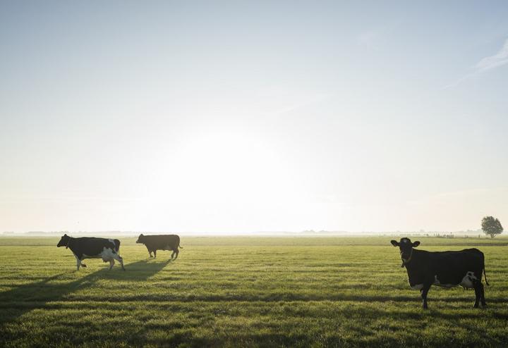Cows walk to pasture after milking, Wyns, Friesland, Netherlands