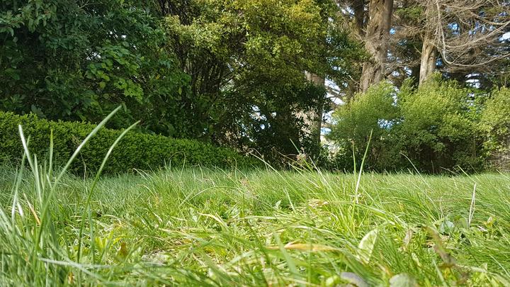 Ecologists say longer lawns increase plant biodiversity, reduce stormwater runoff and provide habitat and food for native animals