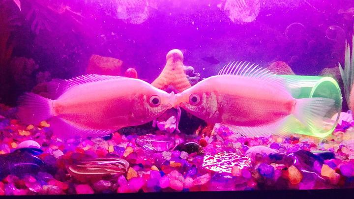 Kissing Fish in Aquarium