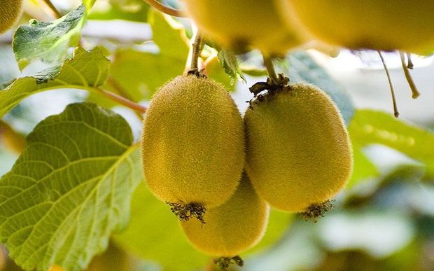 kiwifruit on vines 
