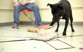 A dog undergoing a cognitive test at the Canine Cognitive Lab at Yale.