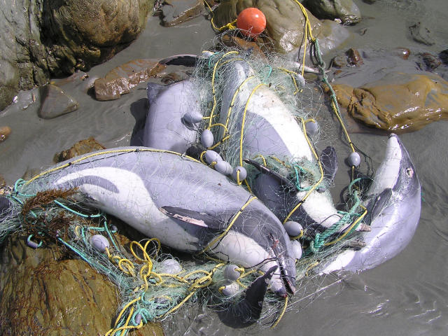 Hector's dolphins caught in a recreational set net.