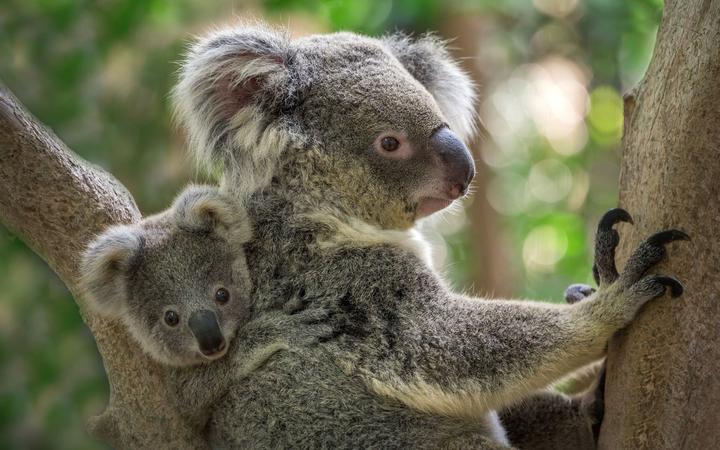 Photo of Des koalas portant des Fitbits dans le cadre d’une surveillance de la réponse des drones