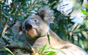 62778070 - wild australian koala sitting in tree, port stephens, nsw, australia. exotic iconic aussie mammal animal.