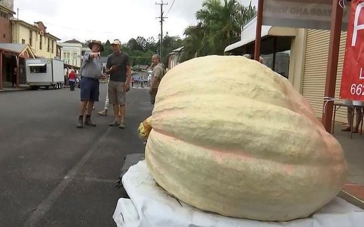 Giant pumpkin in Australia weighing 867kg