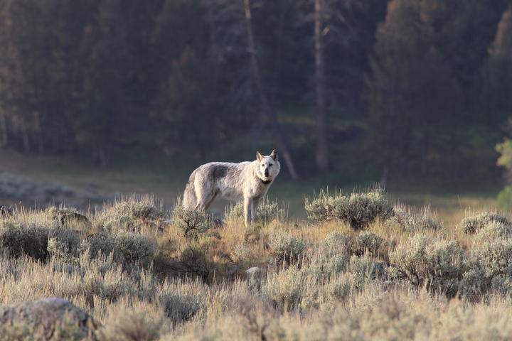 A wolf in Yellowstone National Park.