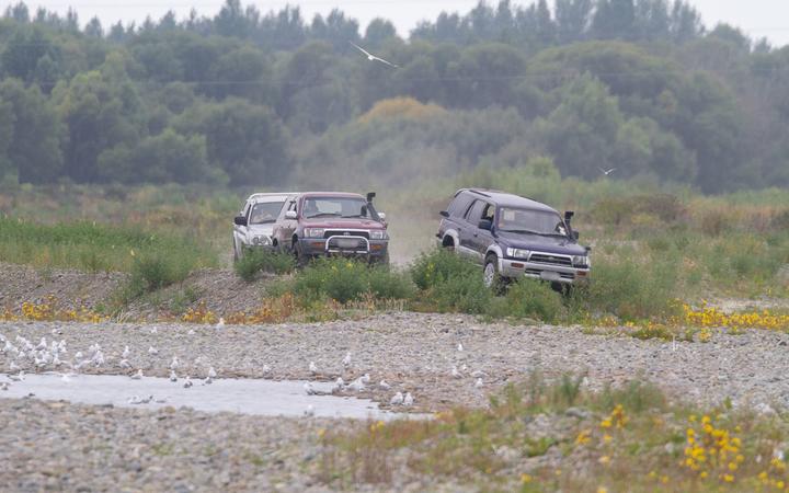 The culprits who ran over a gull colony in North Canterbury.