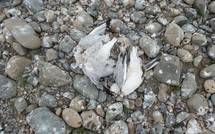 Gulls killed by people driving their 4WDs through a gull colony in North Canterbury.