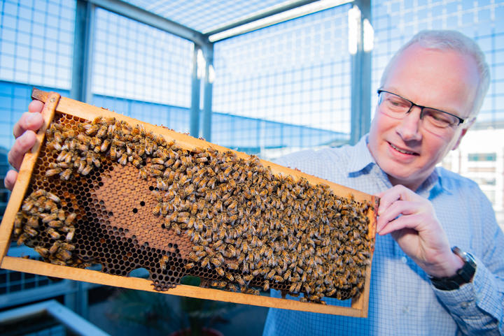Victoria University professor of Ecology and Entomology, Phil Lester, has two beehives at the office.