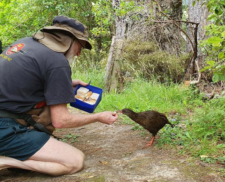 Ornithologist Ralph Powlesland feeds one of his study weka, which he checks on twice a day.