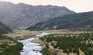 High-country farmland invaded by exotic pine trees, Clarence River, near Hanmer Springs.