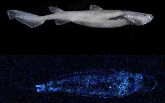 Glowing shark documented by Dr Jérôme Mallefet of UCLouvain on a NIWA research voyage to the Chatham Rise.