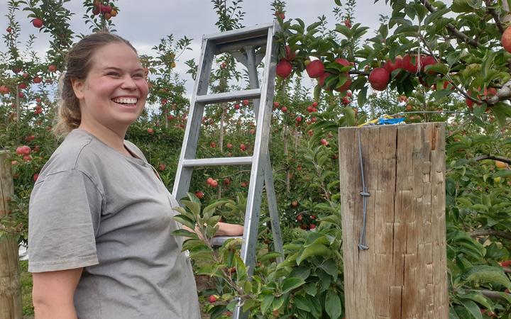 Canadian Karlin Widdell has been picking apples in Hawke's Bay over the summer.
