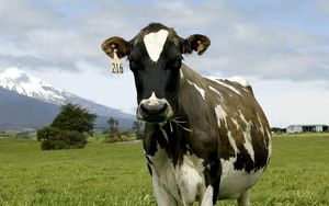 The company says the mutation allows cows like Holsteins to cope with heat better.