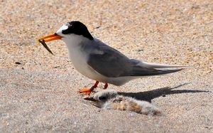 A fairy tern and its chick.