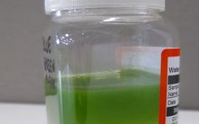 Sample of algae found in Otago in 2013