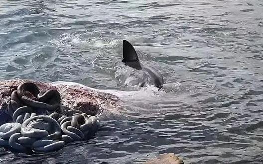 Photo of Wenn ein Wal stirbt, wird es zu einem stinkenden Fest für Haie, kleine Küstentiere und Wissenschaftler