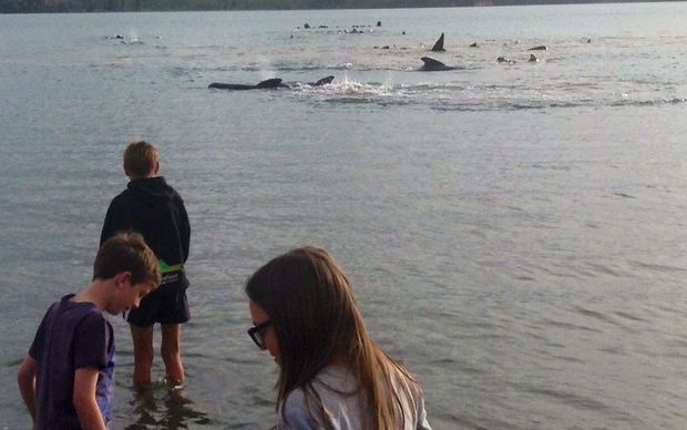 Local children, from left, Michael, Ben and Annabel Akroyd watch a pod of whales in Ohiwa Harbour.