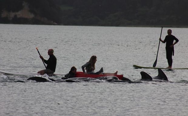 The pilot whales came into the harbour on Monday afternoon.