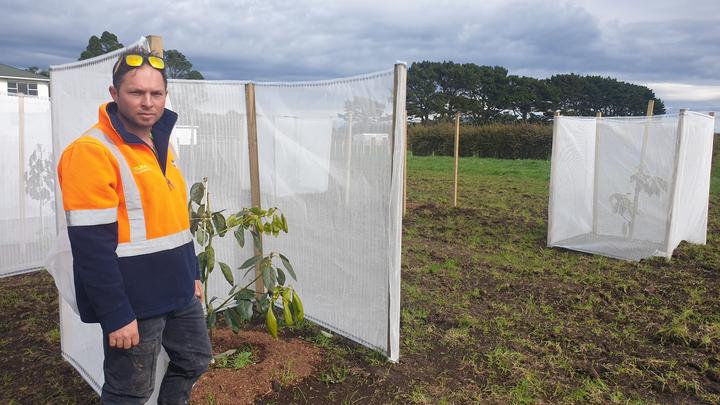 Matt Hareb is converting a 30-hectare dairy block into an avocado orchard in Braxton, near Vitara.
