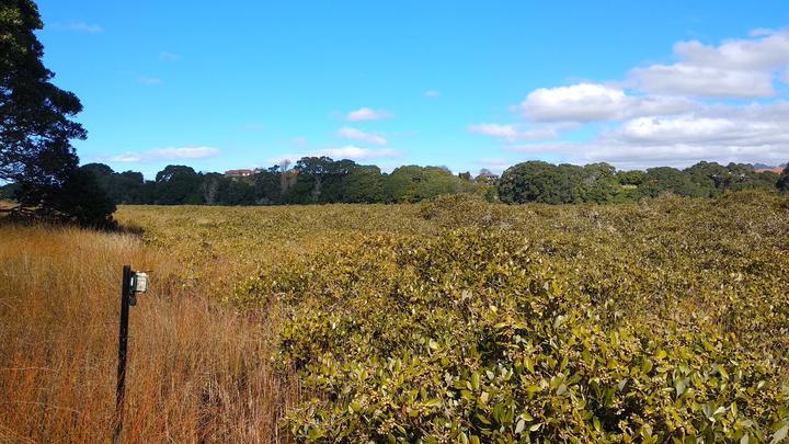 Salt marsh rush and mangrove habitats