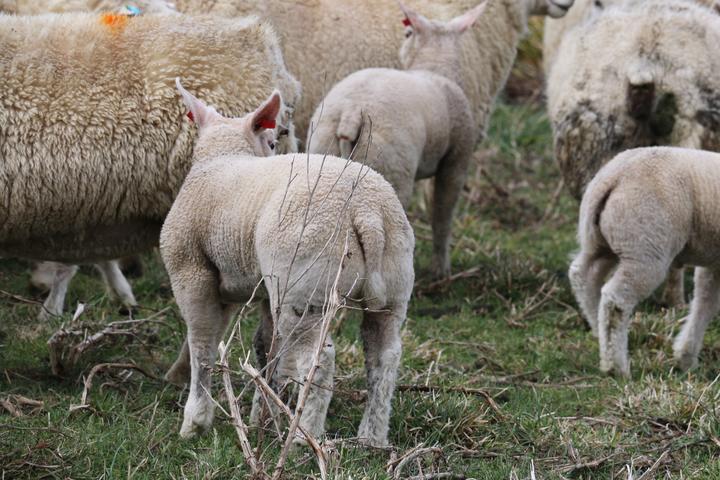 A fat-bottomed Beltex lamb