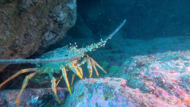 A Crayfish in the Tonga Island Marine Reserve, the reserve was formed in 1993 and covers an area of 1835 hectares.