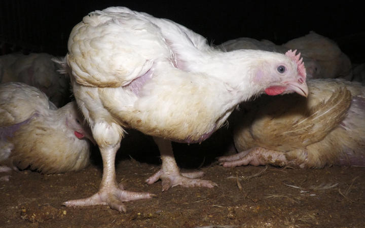 Animals Aotearoa 从一个自由放养的肉类养鸡场内向 RNZ 发布的视频截图。